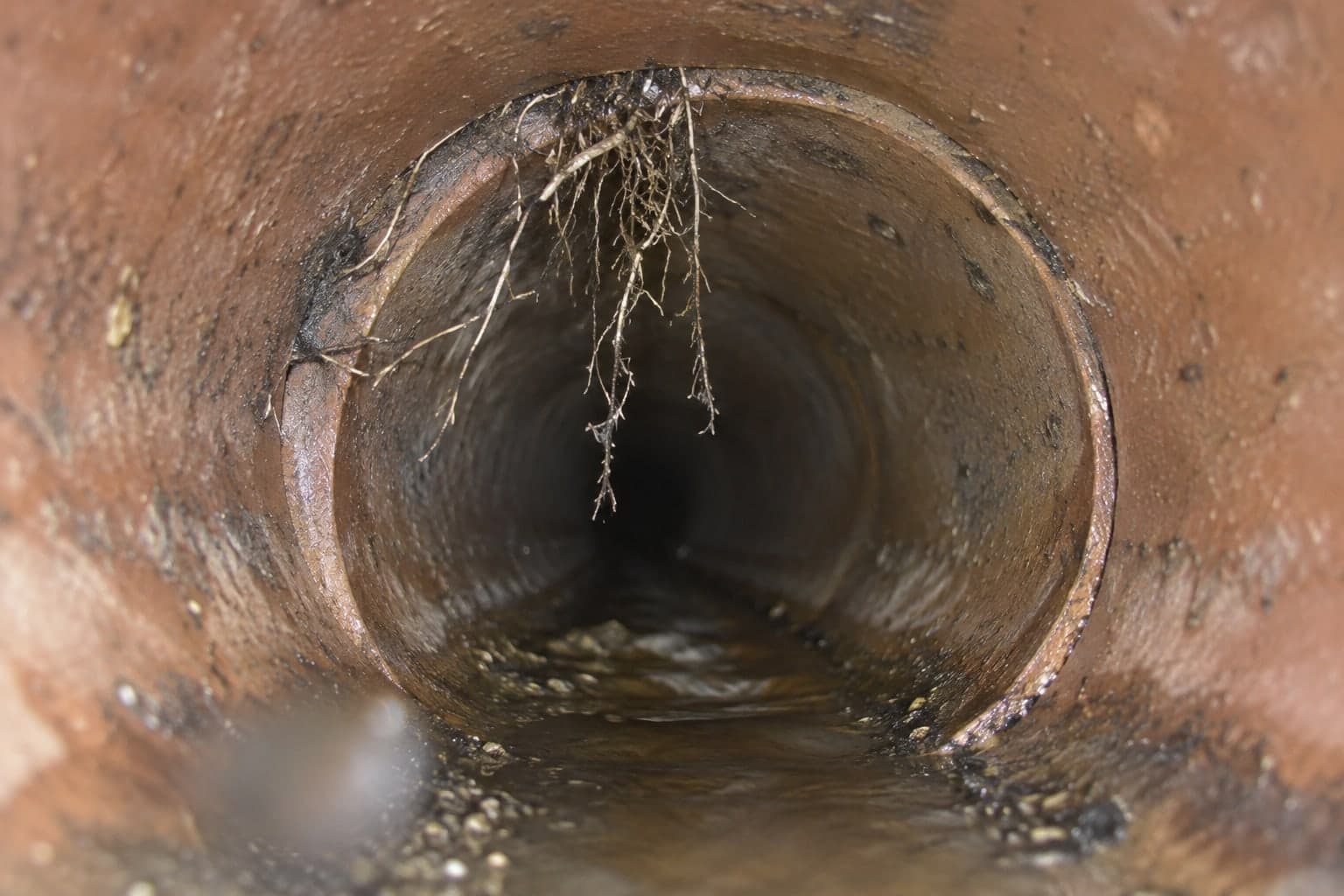 Illustration: camera view of a root mass entering a sewer pipe